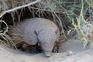 Villosus: Large / Big Hairy Armadillo