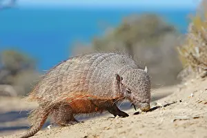 Villosus: Large / Big Hairy Armadillo