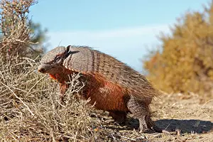 Villosus: Large / Big Hairy Armadillo