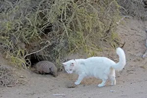 Villosus: Large / Big Hairy Armadillo - with Cat