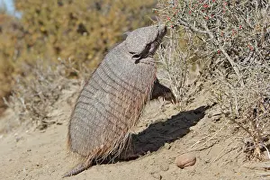 Villosus: Large / Big Hairy Armadillo - feeding