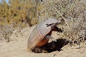 Villosus: Large / Big Hairy Armadillo - feeding