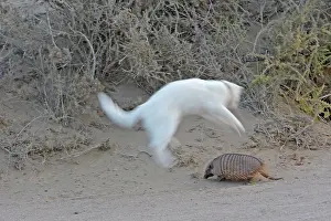 Shock: Large / Big Hairy Armadillo - with jumping Cat