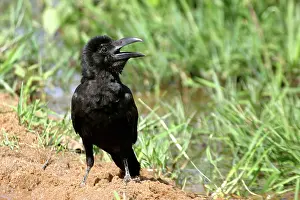 Macrorhynchos: Large-billed Crow