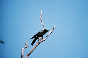 Alan Greensmith: Large-billed Crow
