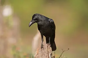 Macrorhynchos: Large-billed Crow