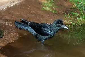 Macrorhynchos: Large-billed / Jungle Crow - Bathing