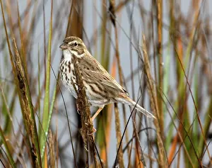 Sandwichensis: Large-Billed Savannah Sparrow