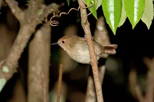 Sericornis: Large-billed Scrubwren