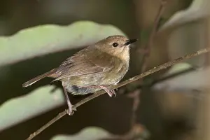 Sericornis: Large-billed Scrubwren - perched on a twig