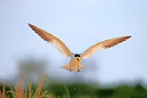 Simplex: Large-billed Tern in flight Pantanal area Mato Grosso