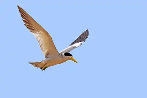 Simplex: Large-billed Tern in flight Pantanal area Mato Grosso