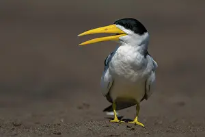 Llanos: Large-billed Tern, Los Llanos, Colombia