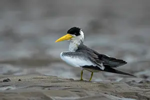 Llanos: Large-billed Tern, Los Llanos, Colombia