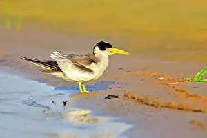Simplex: Large-billed Tern Pantanal area Mato Grosso Brazil