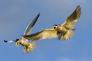Simplex: Large-billed Tern (Phaetusa simplex) pair displ