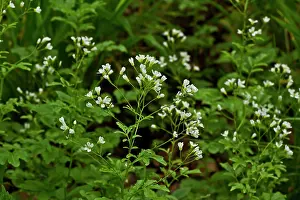 Cress: Large Bitter-Cress (Cardamine amara). Allindelille