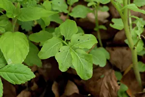 Cress: Large Bitter-Cress (Cardamine amara). Allindelille
