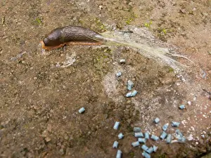Pellets: Large Black Slug - orange form - killed by slug pellets