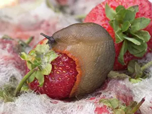Strawberries: Large Black Slug - orange form - on mouldy strawberries