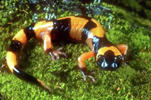 Radiation: Large Blotched Ensatina