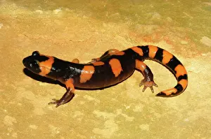 Diego: Large-blotched Ensatina