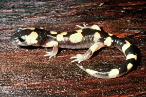 Blotched: Large-blotched Salamander
