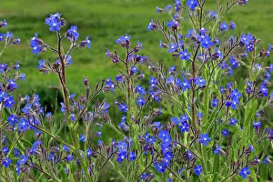 Azurea: Large Blue Alkanet