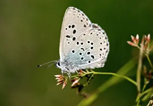 Maculinea: Large Blue Butterfly