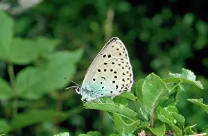Maculinea: Large Blue Butterfly