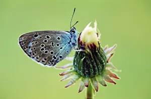 Maculinea: Large Blue Butterfly