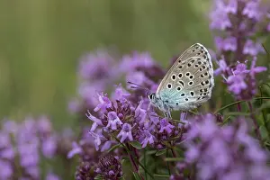 Thyme: Large Blue Butterfly - Female - Wild Thyme - Somerset - UK