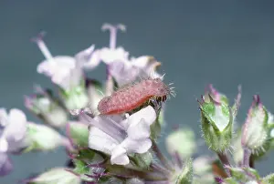 Thyme: Large Blue BUTTERFLY - Larva / caterpillar on thyme flowers