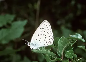 Blues: LARGE BLUE BUTTERFLY - on leaf