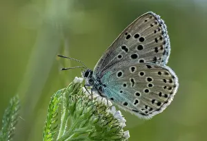 Hexapods: Large Blue, Maculinea arion butterfly on limesto