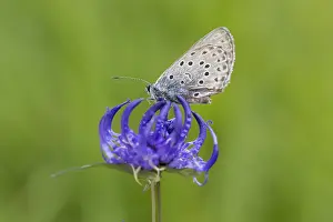 190219: Large Blue on Round-headed Rampion - Hohe Tauern