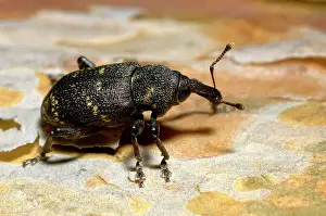 Weevils: Large brown trunk beetle / Pine weewil / True weewil