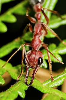 Myrmecia: A large Bull Ant (Myrmecia sp), Australia
