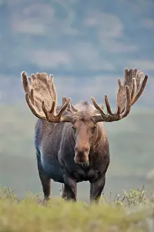 2010: A large bull moose stands among willows