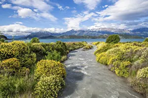Vine: Large bushes of yellow flowering lupins on the banks of a torrent flowing into Lago General Carrera