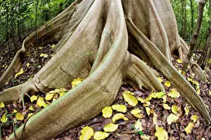 Buttress: The large buttress roots of a Dracontomeium dao tree