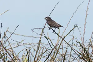 Geospiza: Large Cactus-finch