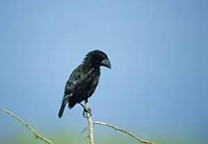 Geospiza: Large Cactus Finch - Hood Island (Espanola)