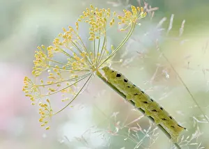 Graveolens: Dill