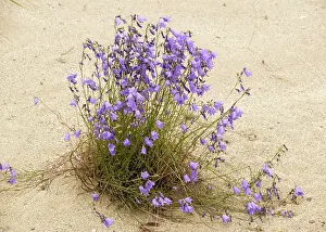 Clump: Large clump of harebell, growing on sand dunes