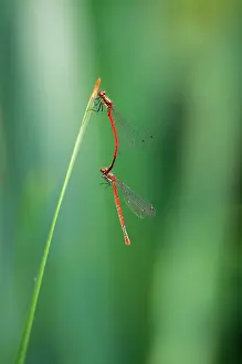 Pyrrhosoma: Large Common Red Damselflies - mating