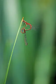 Nymphula: Large Common Red Damselflies - mating