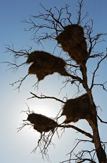 Weaver: Large communal nests of Sociable Weavers (Philetairus