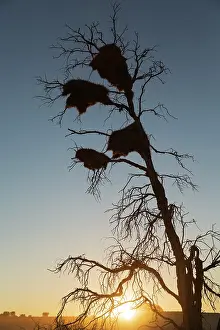 Weaver: Large communal nests of Sociable Weavers (Philetairus