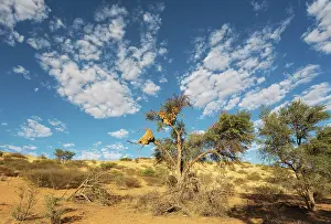 Isolation: Large communal nests of Sociable Weavers (Philetairus